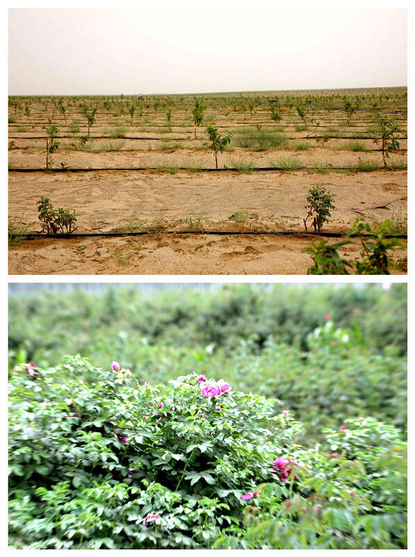 ”：把“不可能”变成“了不起”ky开元棋牌沙漠来了“新居民