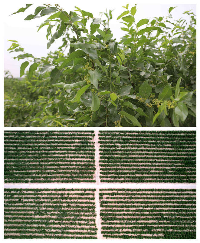 ”:把“不可能”变成“了不起”ky开元棋牌沙漠来了“新居民(图2) ”:把“不可能”变成“了不起”ky开元棋牌沙漠来了“新居民(图2)