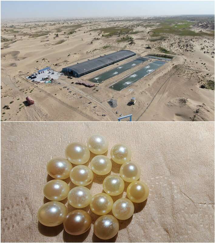 ”:把“不可能”变成“了不起”ky开元棋牌沙漠来了“新居民(图4) ”:把“不可能”变成“了不起”ky开元棋牌沙漠来了“新居民(图4)