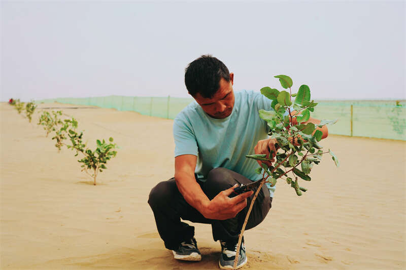 ”:把“不可能”变成“了不起”ky开元棋牌沙漠来了“新居民(图5) ”:把“不可能”变成“了不起”ky开元棋牌沙漠来了“新居民(图5)