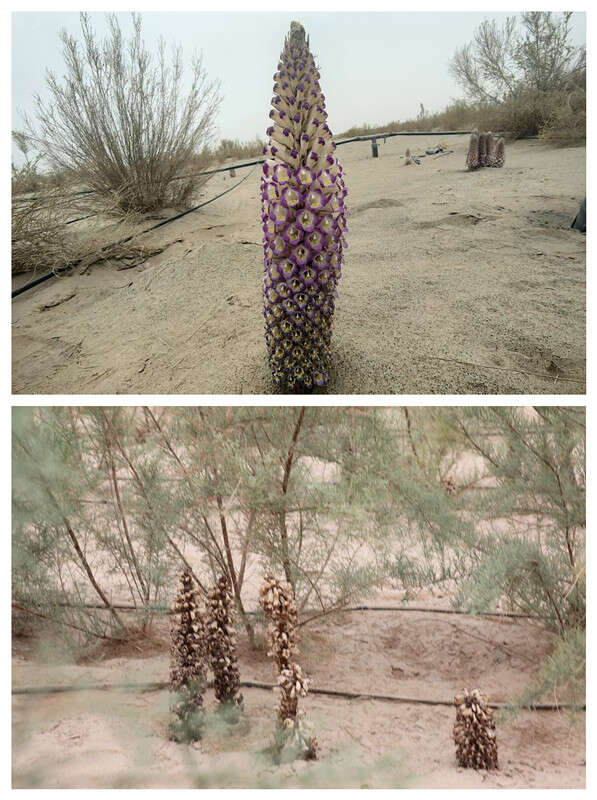 ”:把“不可能”变成“了不起”ky开元棋牌沙漠来了“新居民(图6) ”:把“不可能”变成“了不起”ky开元棋牌沙漠来了“新居民(图6)