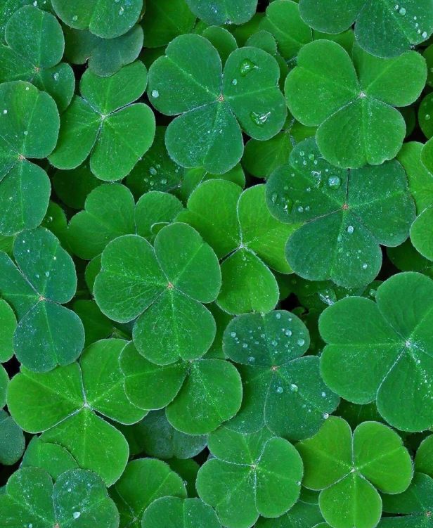 身体炸划算还有节日限定香薰、香包开元棋牌香香好物丨欧珑正装香水、(图20)